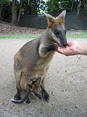 077 Port Douglas Wildlife Habitat